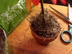 moss in flower pot