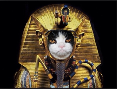 A cat dressed as a Pharaoh