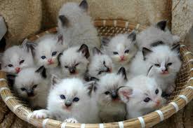 kittens in a basket like pharoahs and kings