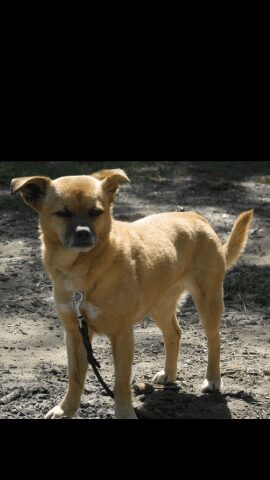 dogs29