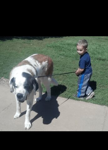 2nd great grandson being taken for a walk