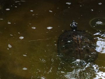 A turtle on Aligator Alley