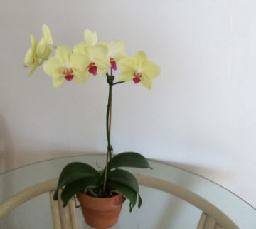 my orchid