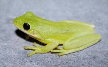 green tree frog (hyla cinerea)