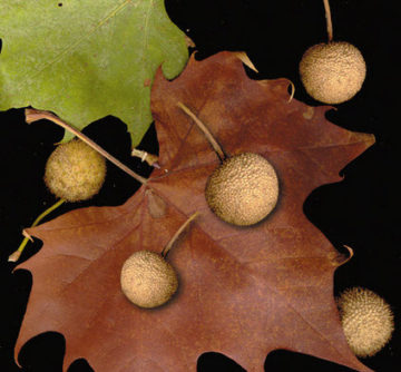 Sycamore Tree leaf and fruit