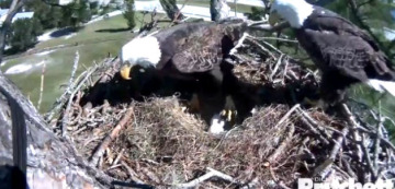 This is a pic I got last night from the eagle cam as Ozzie and Harriet switched places.  you can see the two eggs.