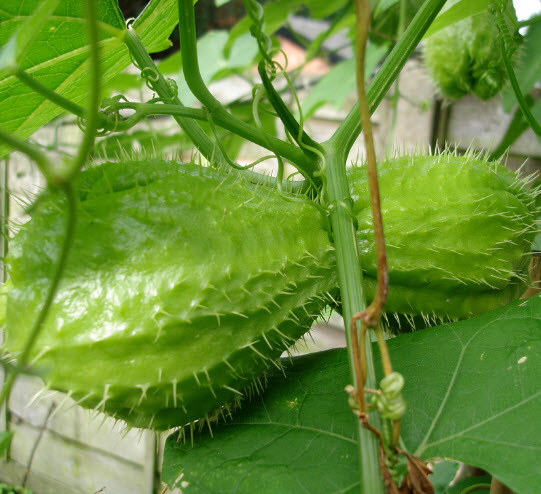 chayote plant in the cookbook.