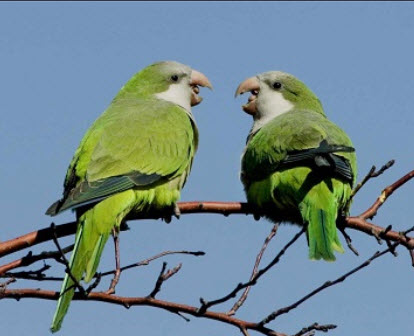 boathouse parrots