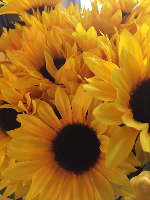 sunflower12