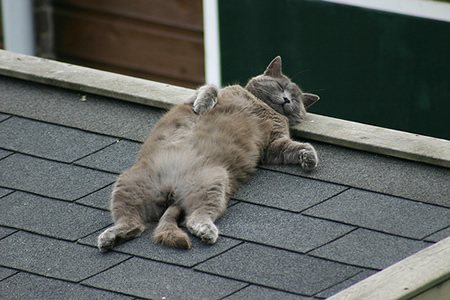 Cat napping on a tin roof
