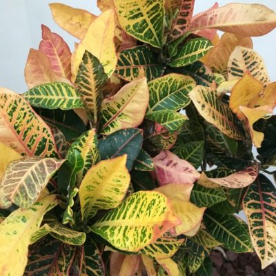 Croton Plant with leaves of red and gold