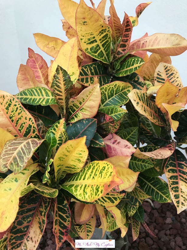 Croton Plant with leaves red gold and green