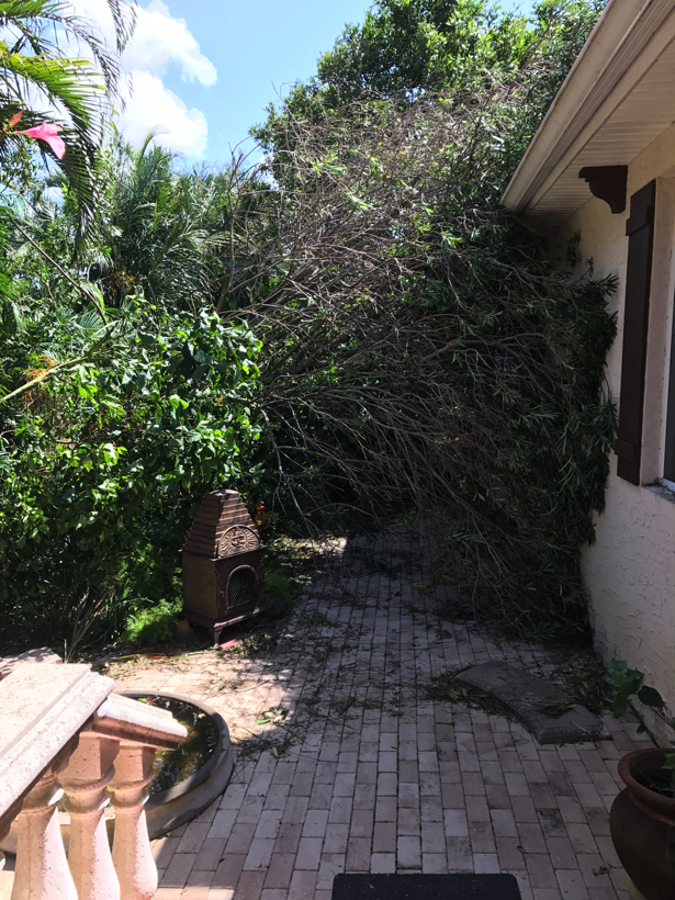 The clean up begins as we chop up the oleander bush/tree in the Secret Garden.
