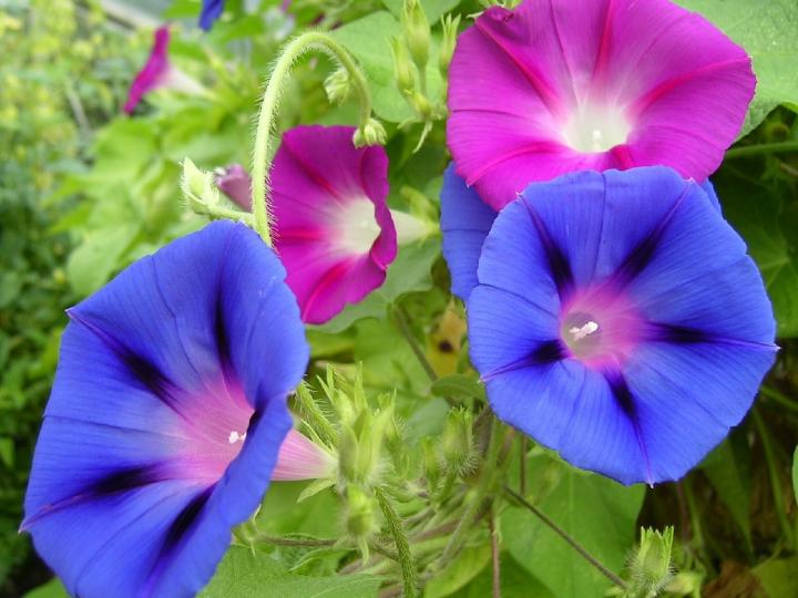 Beautiful morning glory flowers reflect the month of September.