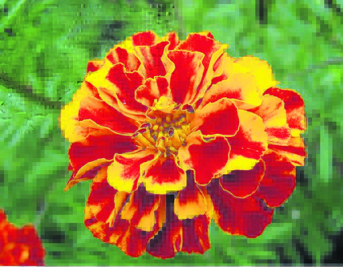 October marigold flower