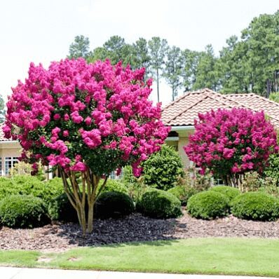 lilacs