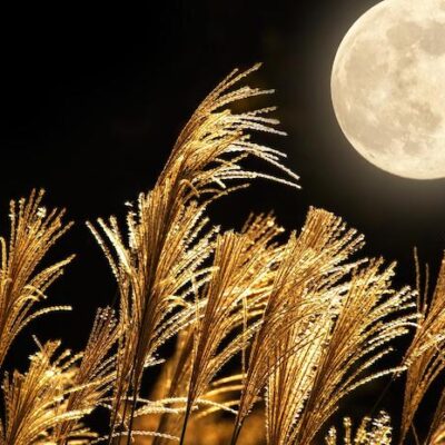 Harvest Moon and wheat field