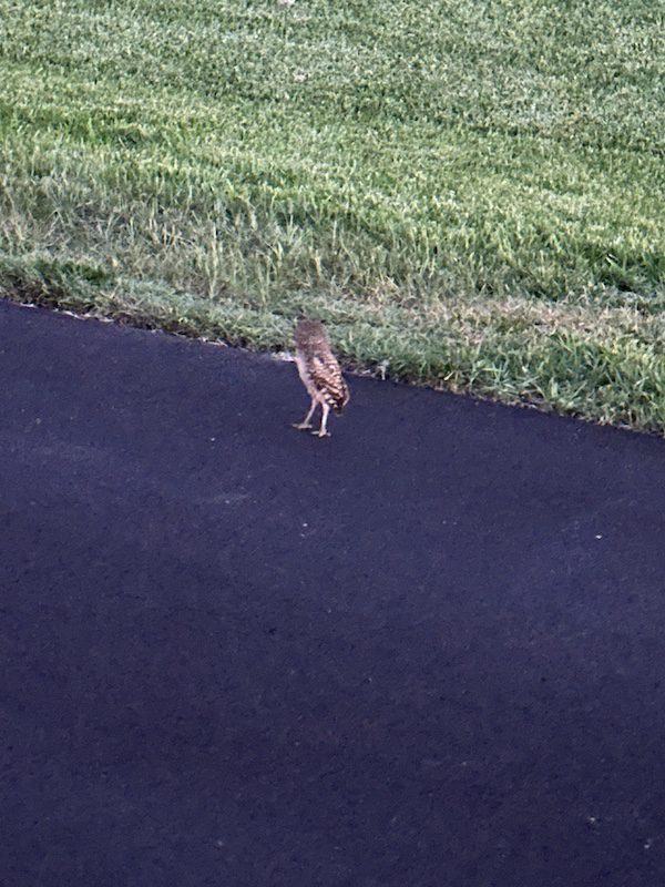 Burrowing Owl
