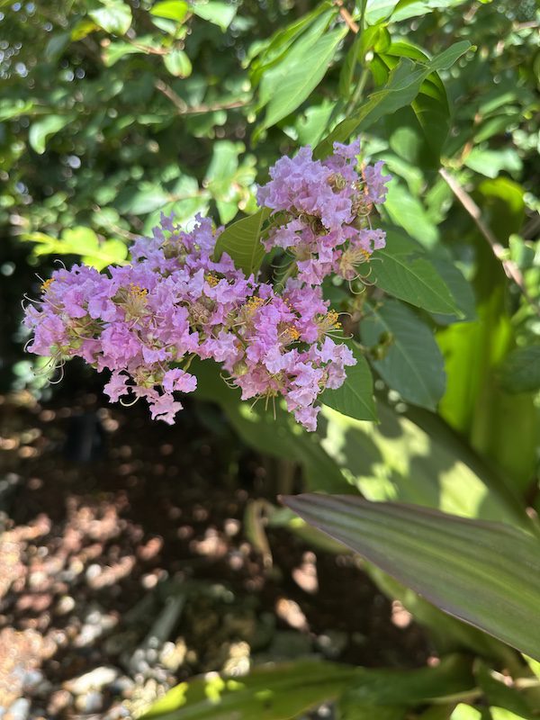 purple crepe myrtle