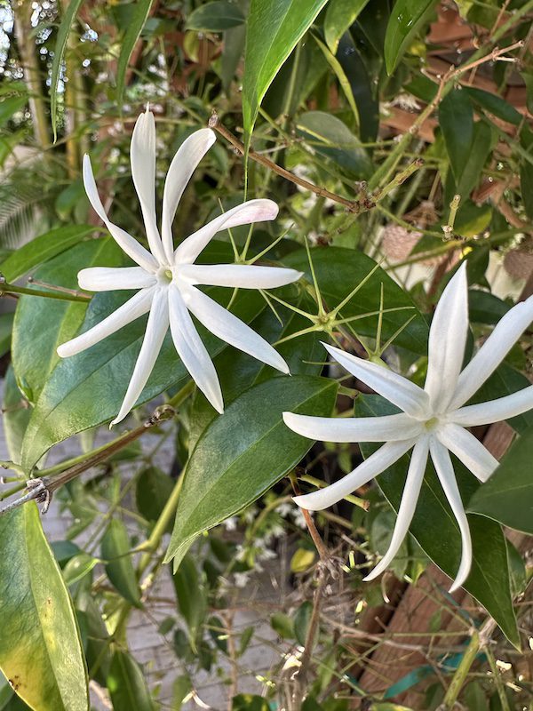 evening jasmine