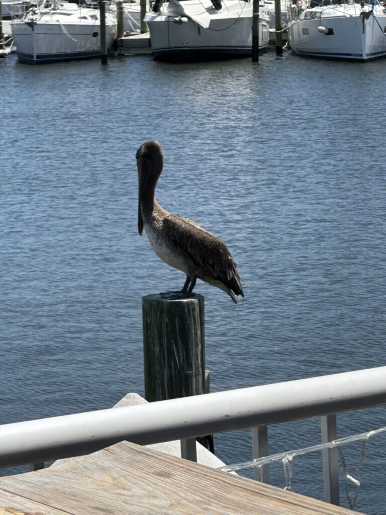 pelican