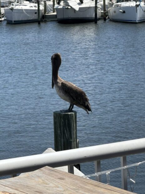 pelican