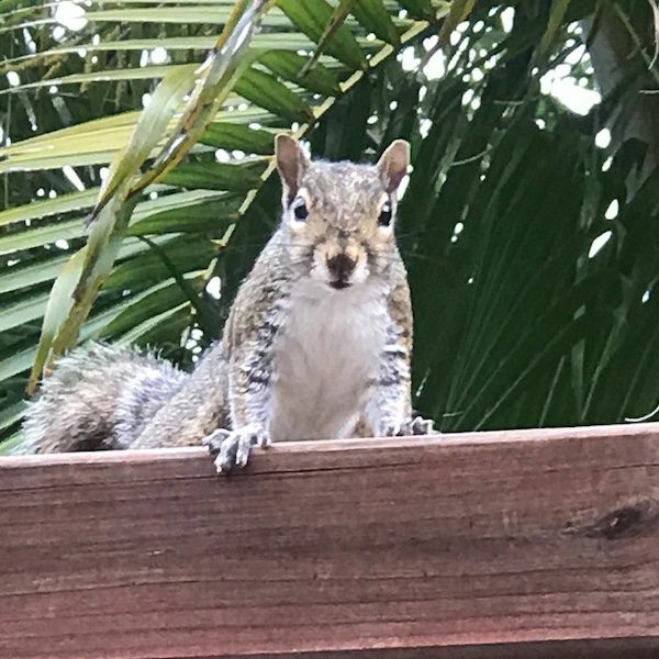 squirrel