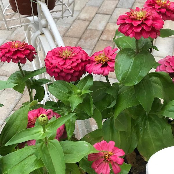 zinnias