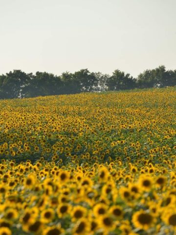 sunflowers