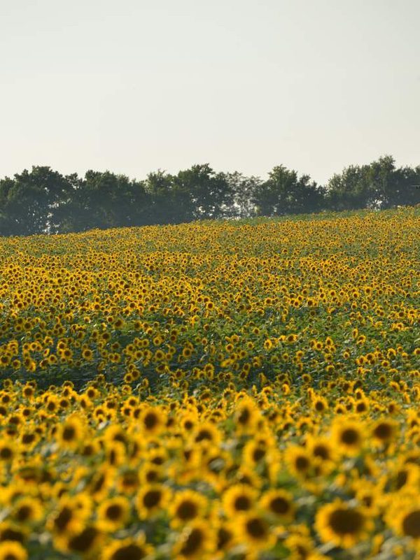 sunflowers